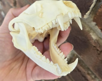 Large real raccoon skull