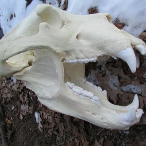 Huge coastal Alaskan grizzly brown bear skull replica