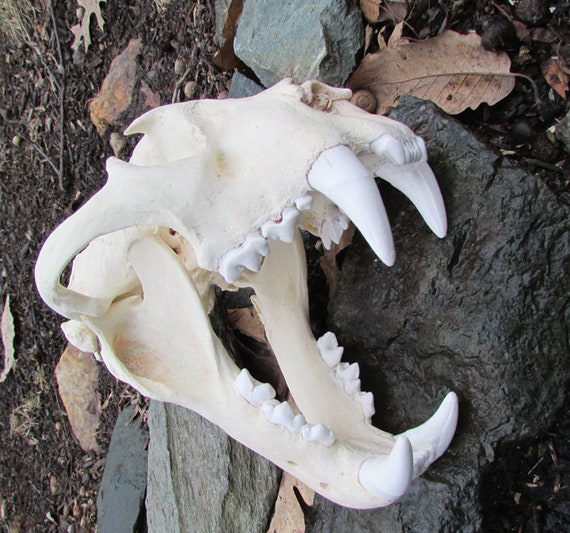 Huge Jaguar Skull Replica Etsy