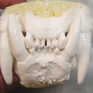 May include: Close-up of a white plastic model of a jaw with teeth. The model is set against a light yellow background.