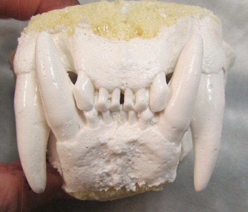 May include: Close-up of a white plastic model of a jaw with teeth. The model is set against a light yellow background.