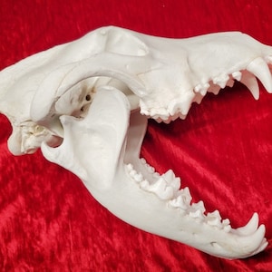 Large grey wolf skull cast replica