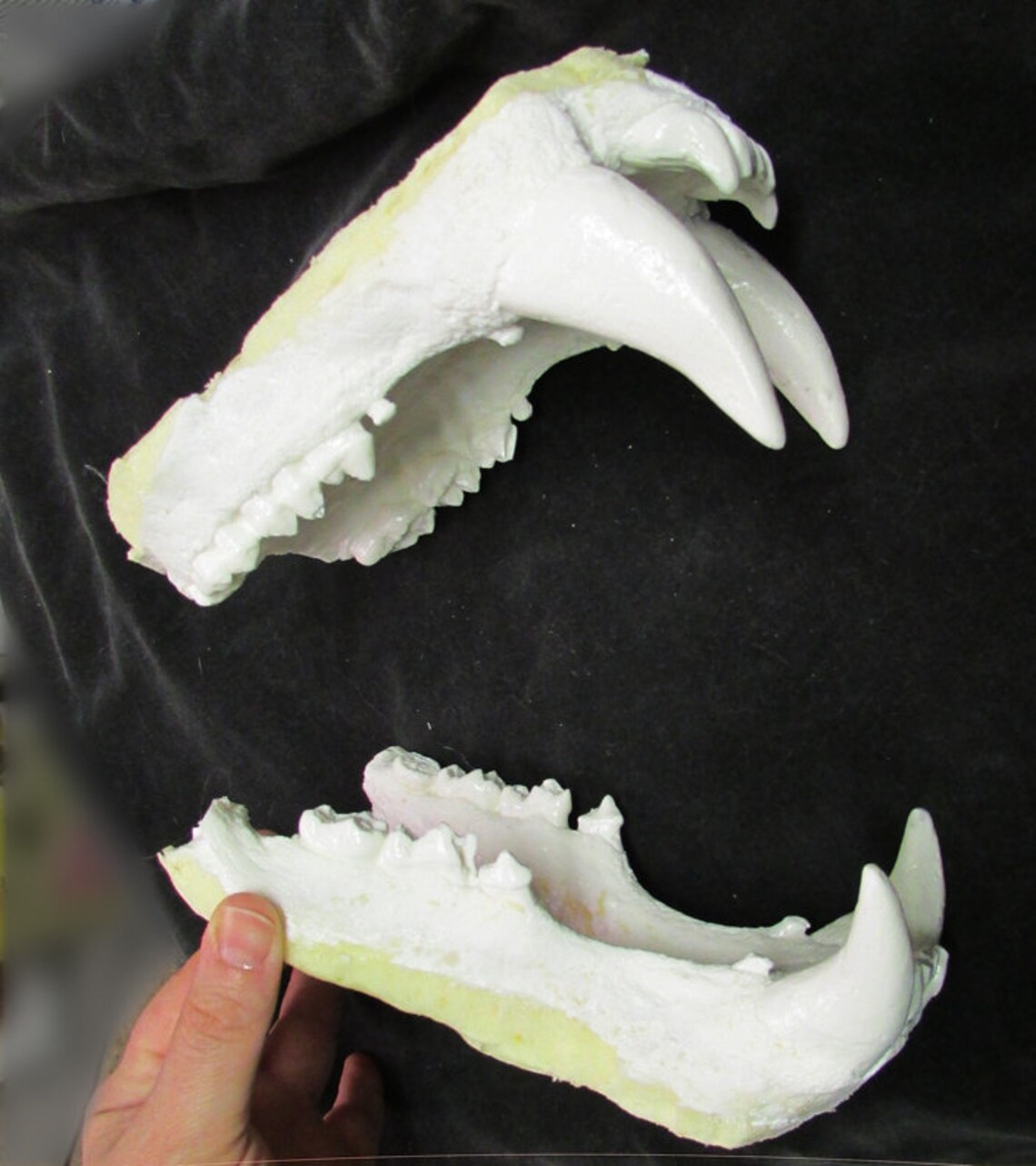 Huge Polar Bear Jaws Teeth Replica Etsy UK