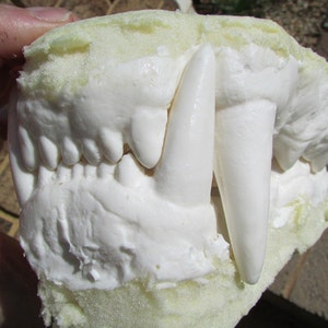 May include: A white foam mold of a set of teeth, including a large canine tooth. The mold is open to show the inside of the teeth.