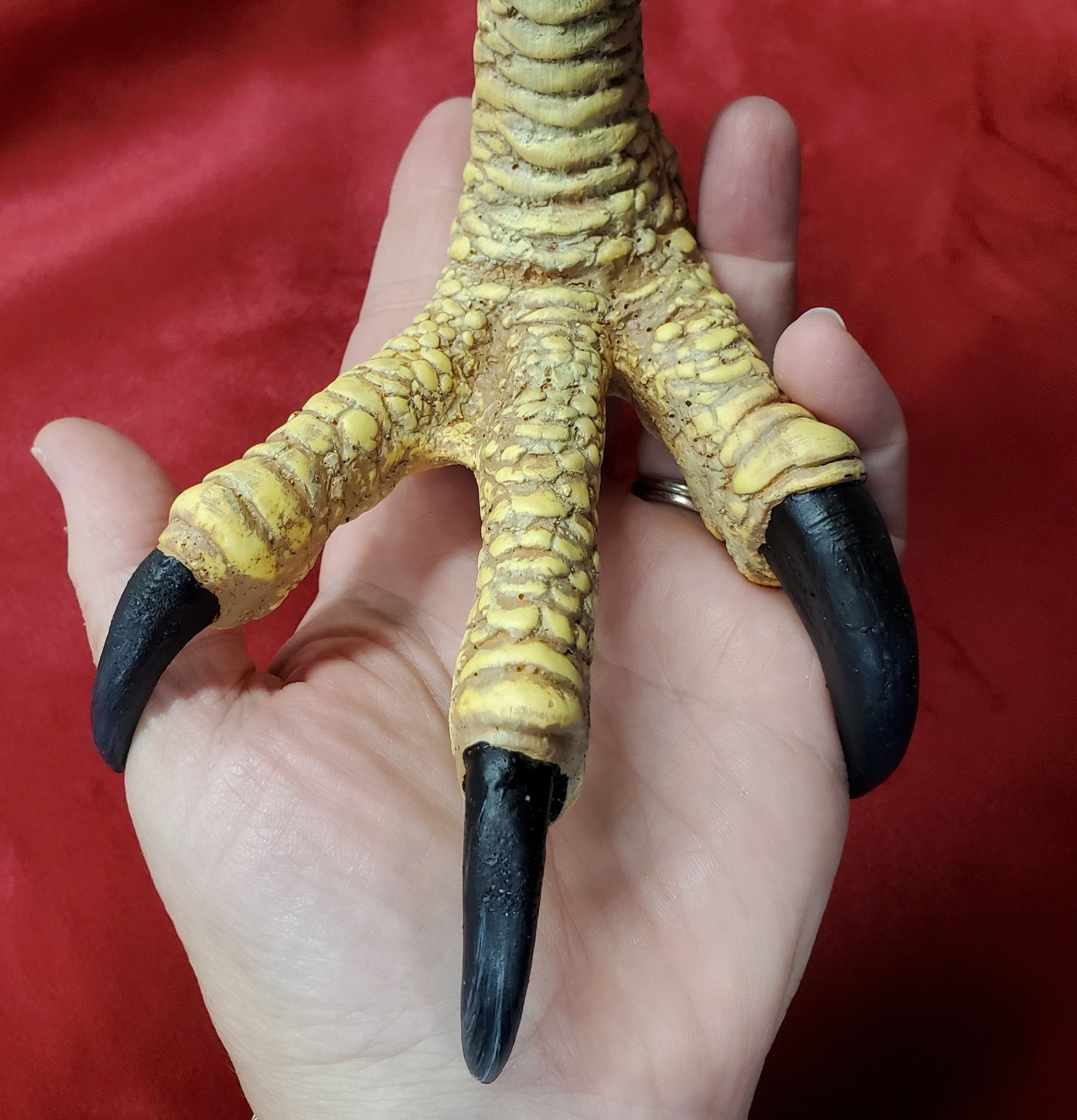 入手困難 オオタカ爪 鳥爪 足 鳥 コレクション ハンドメイド 【公式通販】