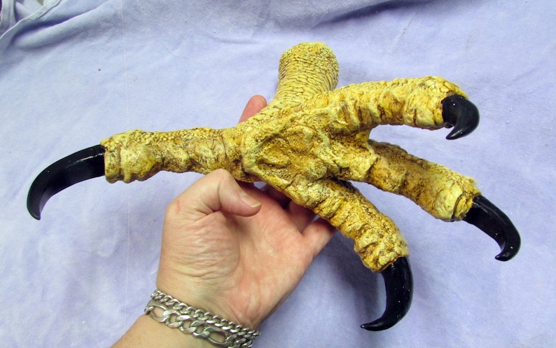 fossil raptor