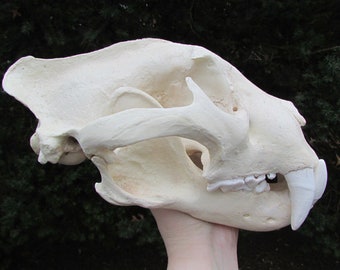 巨大なジャガーの頭蓋骨のレプリカ - Etsy 日本