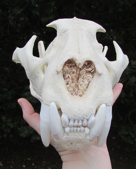 木彫　ジャガーの頭骨模型　12㎝ 木彫 ジャガーの頭骨模型 12㎝