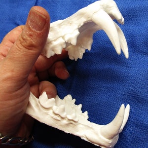 Clouded leopard jaws teeth replica cast