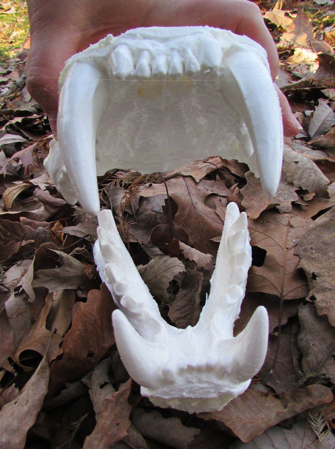 Bengal Tiger Teeth Jaws Cast Replica Etsy