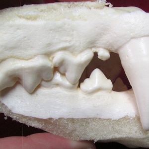 May include: Close-up of a white plaster cast of a carnivore's jaw with sharp teeth. The teeth are arranged in a row and are visible in the image. The jaw is set against a white background.