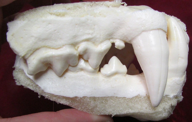 May include: Close-up of a white plaster cast of a carnivore's jaw with sharp teeth. The teeth are arranged in a row and are visible in the image. The jaw is set against a white background.