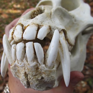 Mandrill Pavian Affen Schädel Replik