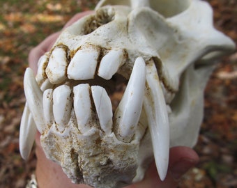 Mandrill baboon monkey skull replica