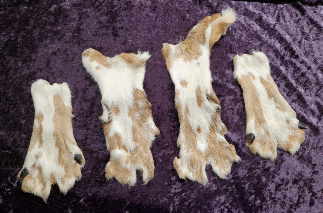 Tanned Piebald Whitetail Deer Feet Skins Etsy