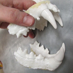 May include: A close-up of a white plaster cast of a set of animal teeth. The teeth are arranged in a jaw shape, with the upper jaw separated from the lower jaw. The teeth are all white and have a smooth, polished finish.