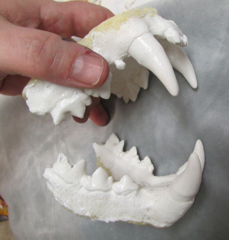 May include: A close-up of a white plaster cast of a set of animal teeth. The teeth are arranged in a jaw shape, with the upper jaw separated from the lower jaw. The teeth are all white and have a smooth, polished finish.