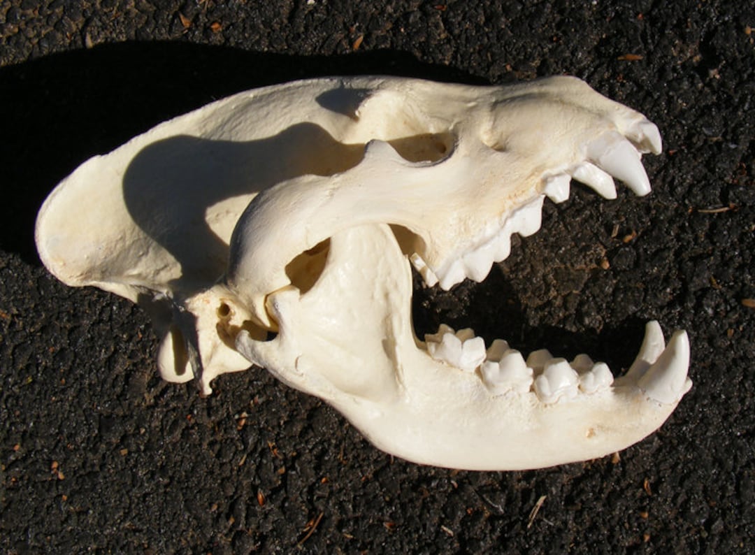 巨大なシマハイエナの頭蓋骨のレプリカ - Etsy 日本