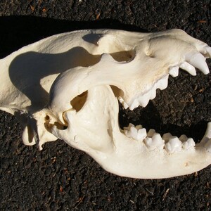 Huge striped hyena skull replica