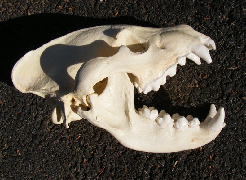 Huge Striped Hyena Skull Replica | Etsy