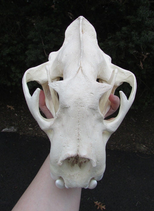 木彫 ジャガーの頭骨模型 12㎝ 木彫 ジャガーの頭骨模型 12㎝