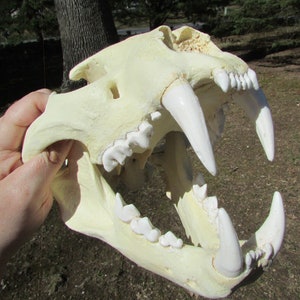 Huge African leopard skull replica cast