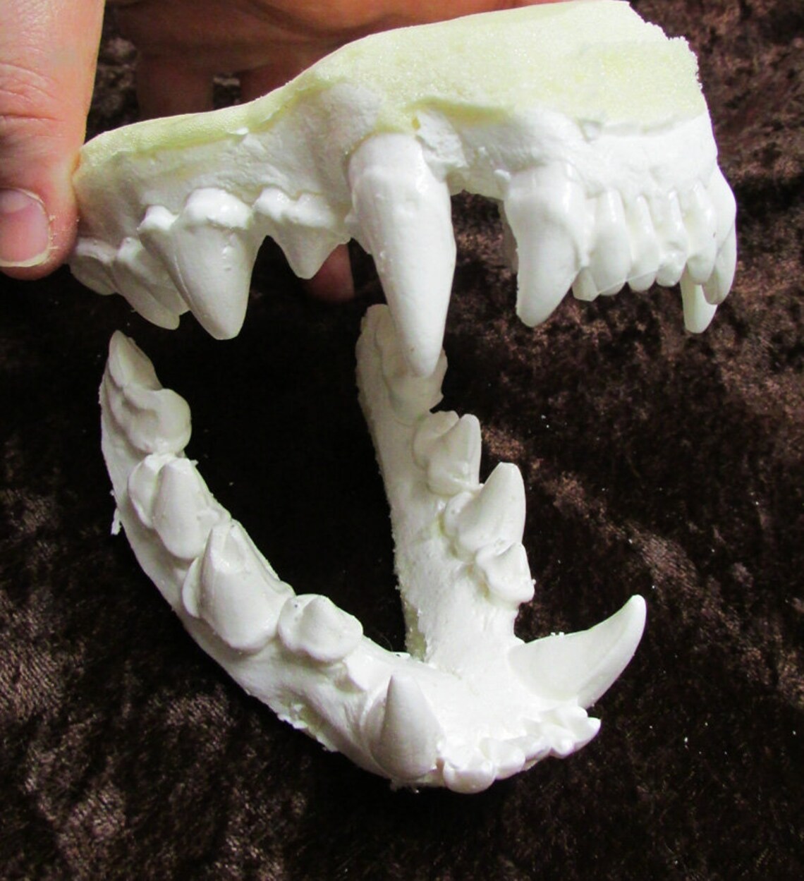 Spotted hyena jaws teeth replica | Etsy