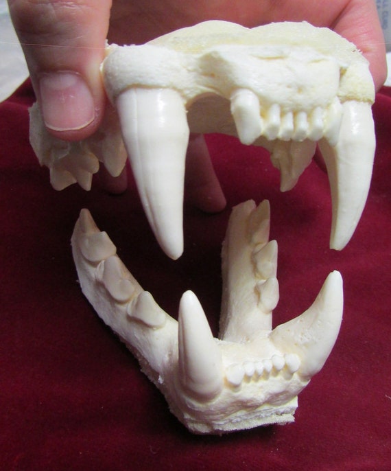 cougar panther mountain lion jaw cast replica