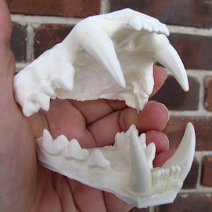 Eurasian European Russian lynx replica jaws teeth