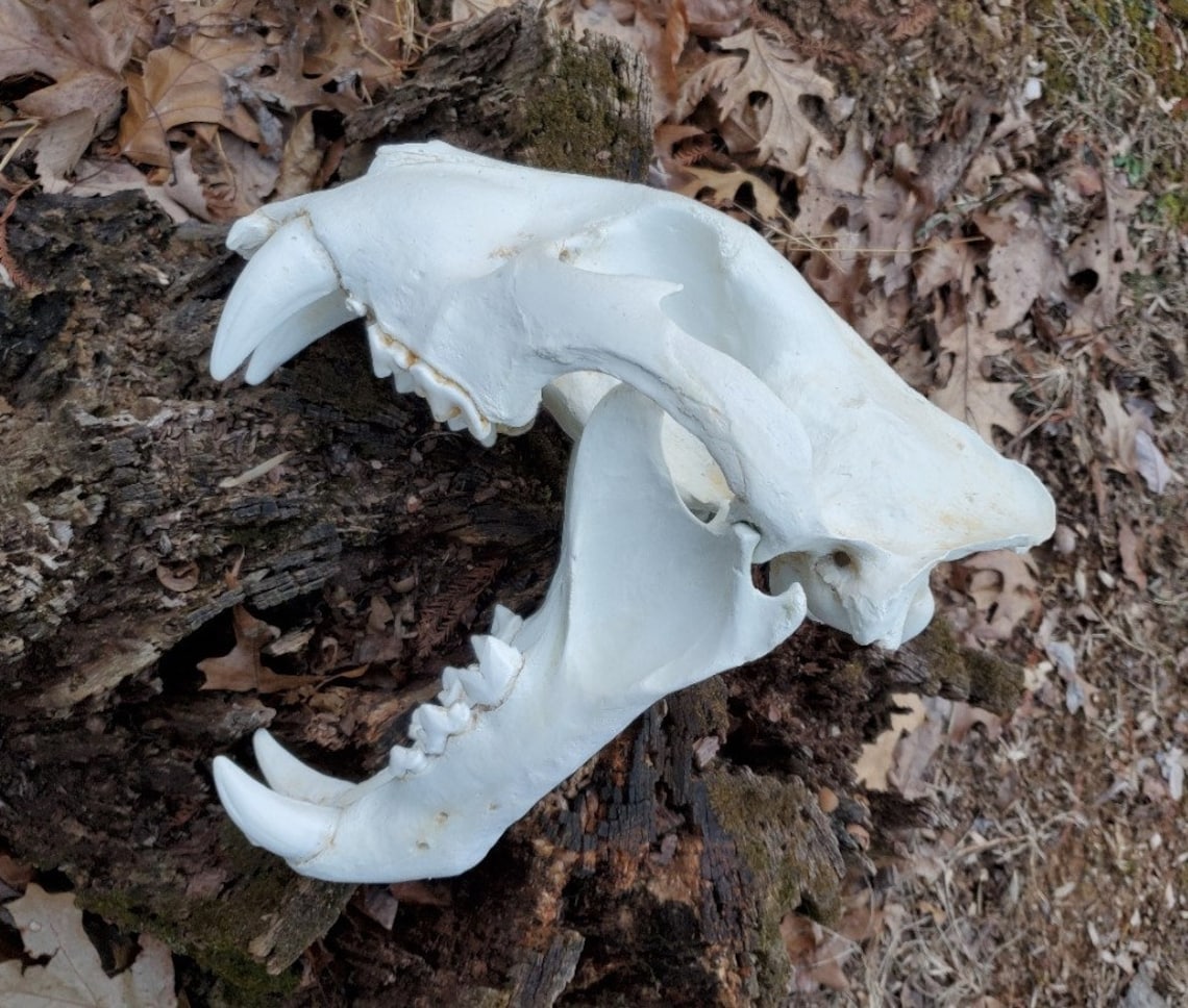 Large Bengal Tiger Skull Replica Etsy