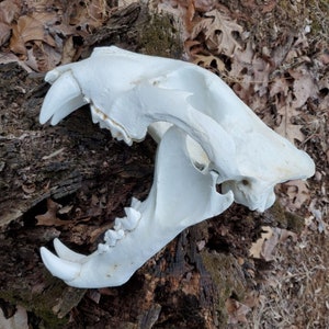 Large Bengal tiger skull replica