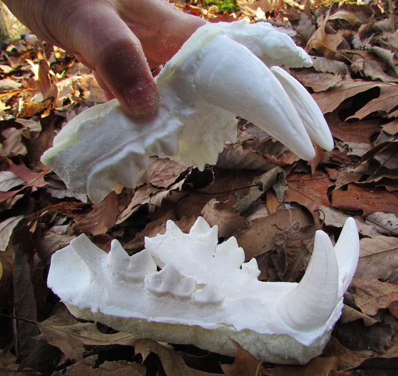 Bengal tiger teeth jaws cast replica Etsy