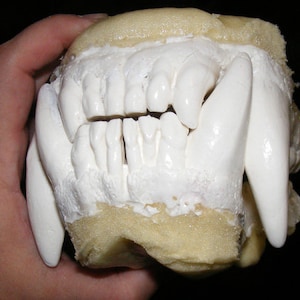 May include: Close-up of a white plastic mold of a set of teeth, including canines and molars. The mold is held in a hand.