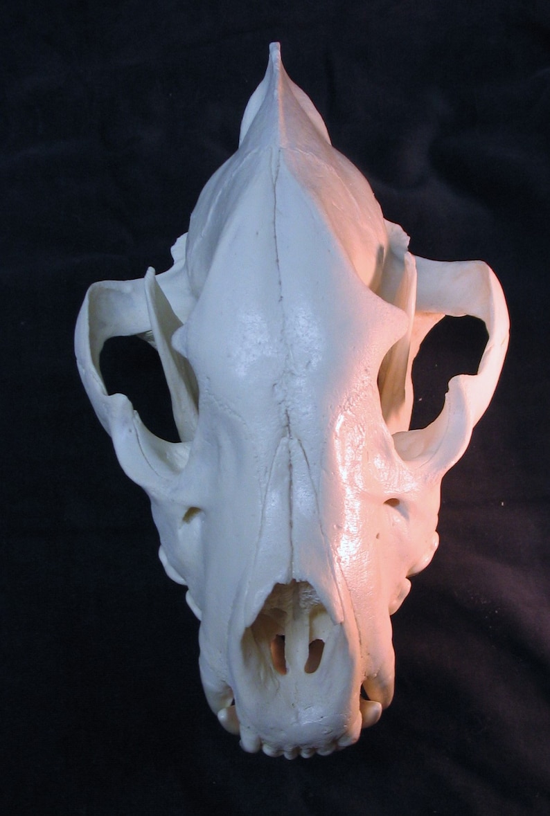 Huge Spotted Hyena Skull Replica | Etsy