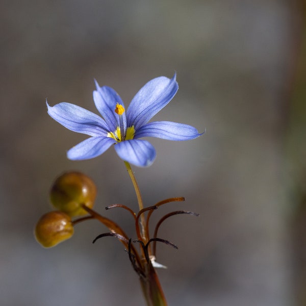 Wildflower Jeweled Blue-eyed Grass (Sisyrinchium xerophyllum) Palm Beach, Florida Photography Print