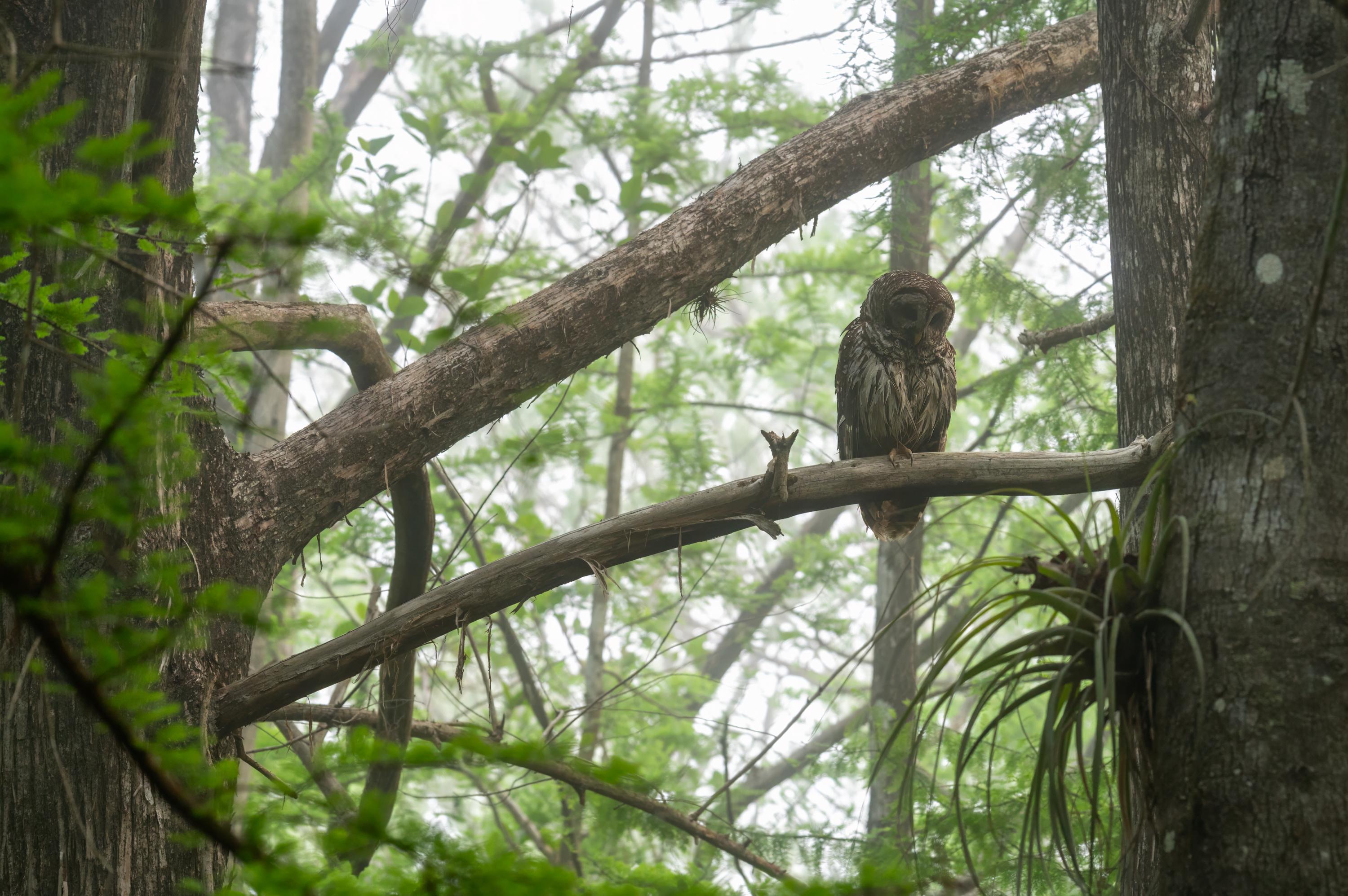 Wildlife Barred Owl (Strix varia georgica) on a Misty Morning in the Fakahatchee Strand, Florida Pho