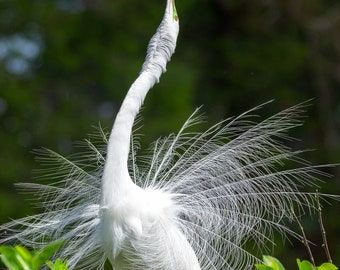 Dzika czapla biała (Ardea alba) Ptak w rytuale lęgowym na Florydzie. Fotografia artystyczna. Wydruk.