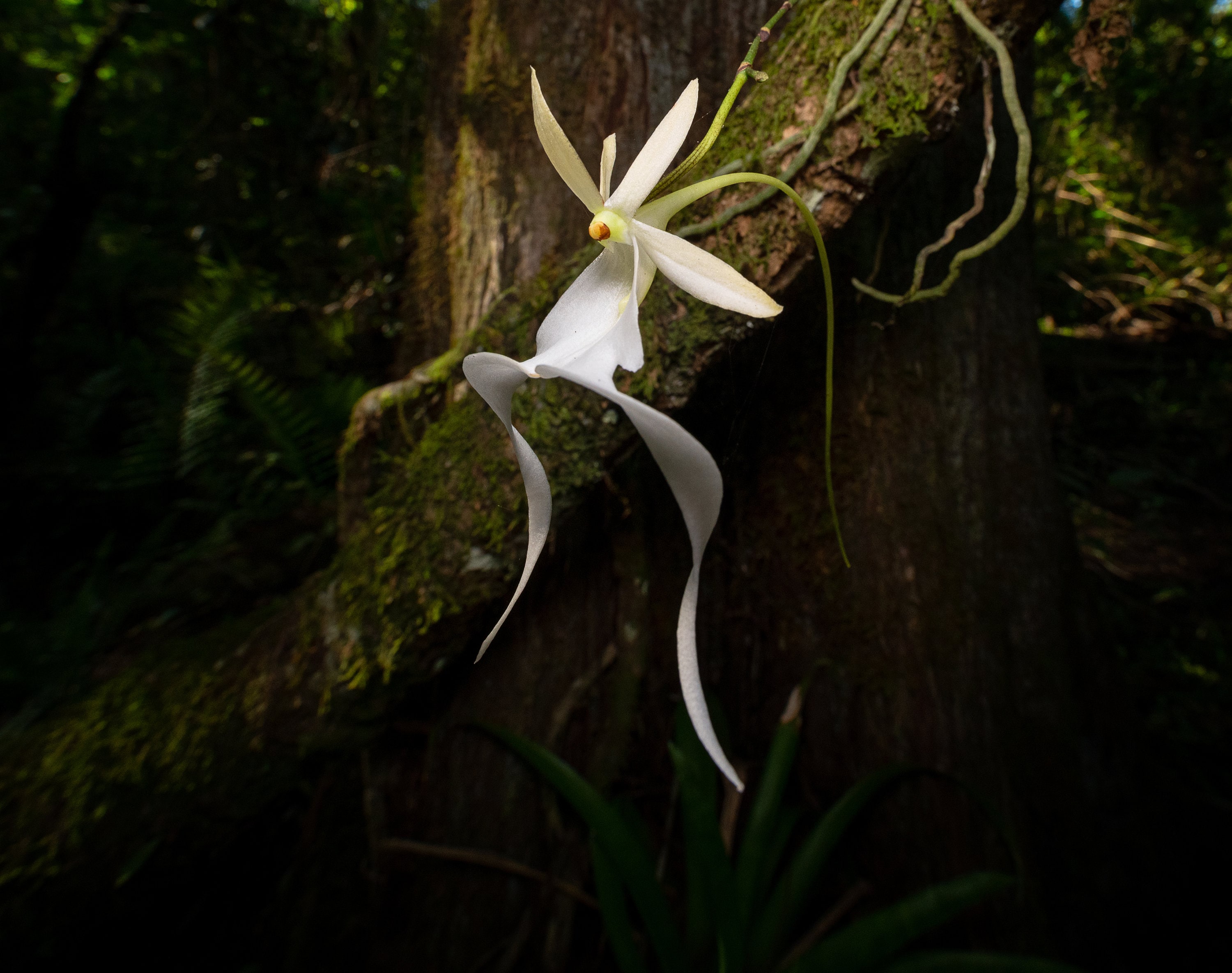 Ghost orchid - Etsy 日本