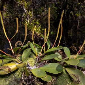 Botany Baby Rubber Plant (Peperomia obtusifolia), Everglades, Florida Photography Art Print