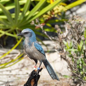 Wildlife Florida Scrub Jay (Aphelocoma coerulescens) Bird in Burned Scrub, Florida Photography Art Print