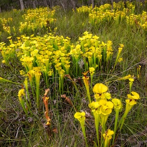 Botany Yellow Pitcherplant (Sarracenia flava) blooms in North Florida Photography Print