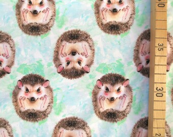 elvelyckan hedgehog
