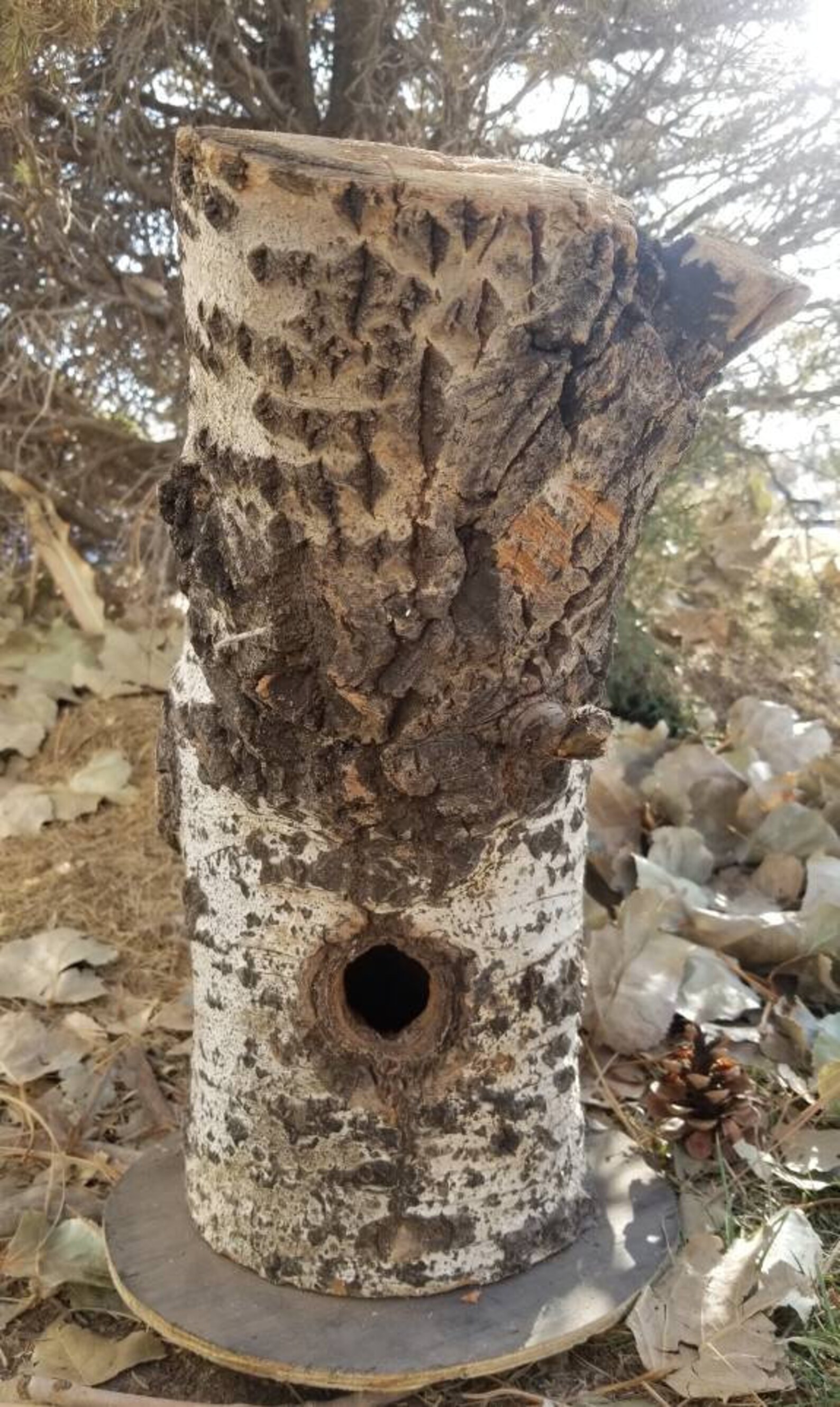 Woodpecker Bird House Etsy