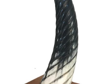 Vintage Spiral Horn Sculpture on Wooden Base – Rustic, Coastal, and Modern Decor Accent