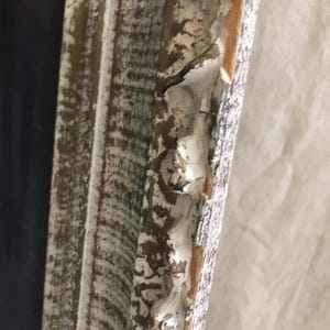 May include: Close-up of a white wooden picture frame with a distressed finish. The frame has a decorative, ornate edge with a raised design.