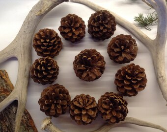 Pine Cones, Natural or with Silver Glitter~10 pcs