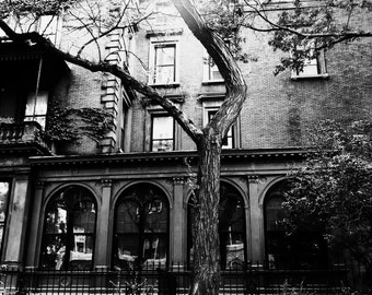 Twisted tree; New York City; Black and white urban nature photography; wall art; bedroom; bathroom