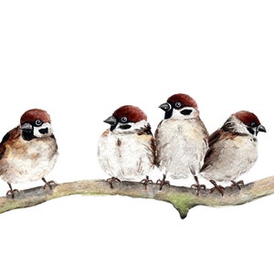 Sparrows