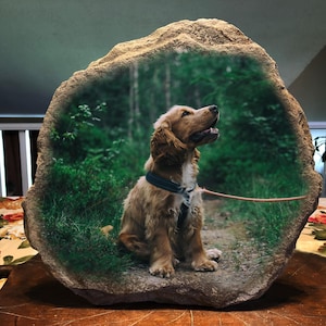 May include: A brown and white cocker spaniel dog sitting on a rock with a green woodland background. The dog is wearing a black harness and a lead.