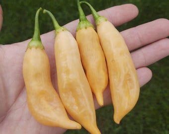 Dried Sugar Rush Peach Chili Peppers 2oz